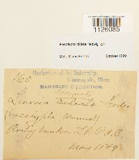 Encalypta ciliata image