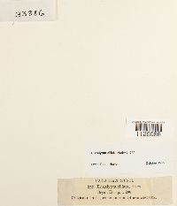 Encalypta ciliata image