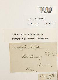 Encalypta ciliata image