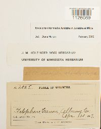 Encalypta intermedia image