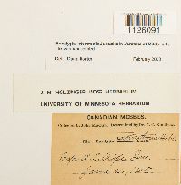 Encalypta intermedia image