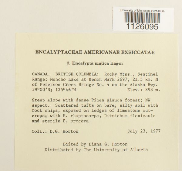 Encalypta mutica image