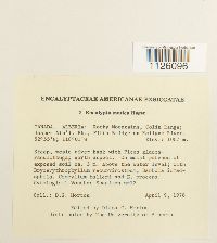 Encalypta mutica image