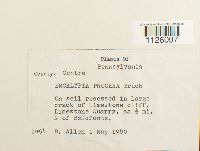 Encalypta procera image