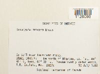 Encalypta procera image