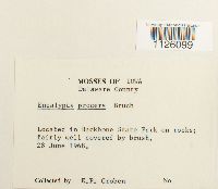 Encalypta procera image