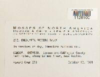 Encalypta procera image