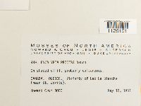 Encalypta procera image