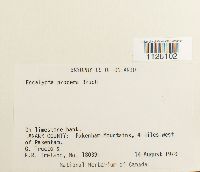 Encalypta procera image