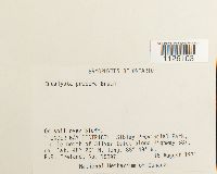 Encalypta procera image