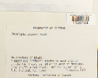 Encalypta procera image