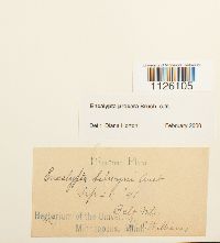 Encalypta procera image