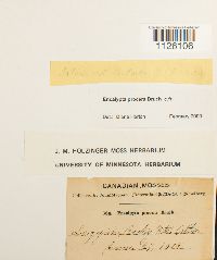 Encalypta procera image