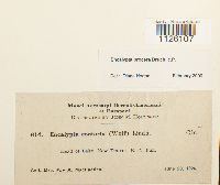 Encalypta procera image