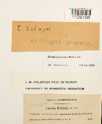 Encalypta procera image