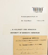 Encalypta procera image