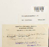 Encalypta procera image