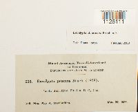 Encalypta procera image