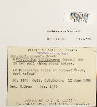 Encalypta procera image