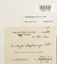 Encalypta procera image