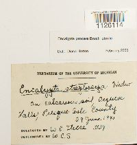 Encalypta procera image