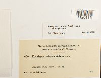 Encalypta procera image