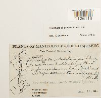 Encalypta procera image