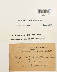 Encalypta procera image