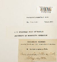 Encalypta procera image