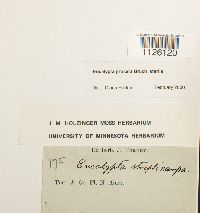 Encalypta procera image