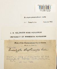 Encalypta procera image