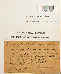 Encalypta procera image