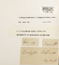 Encalypta procera image