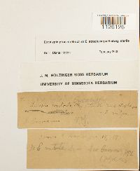 Encalypta procera image