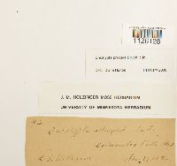 Encalypta procera image