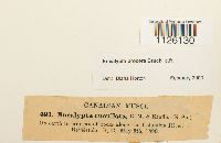 Encalypta procera image