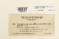 Encalypta spathulata image