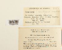 Encalypta vulgaris image