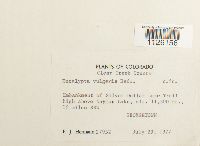 Encalypta vulgaris image