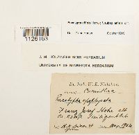 Thumbnail image of current specimen