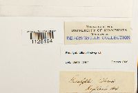 Encalypta ciliata image