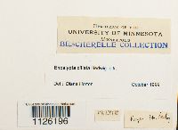 Encalypta ciliata image