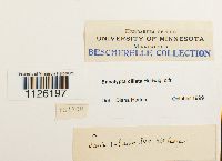 Encalypta ciliata image