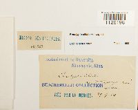 Encalypta ciliata image