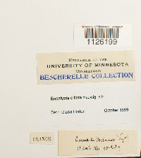 Encalypta ciliata image