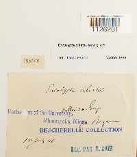 Encalypta ciliata image