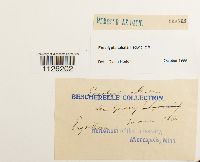 Encalypta ciliata image