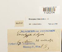 Encalypta ciliata image