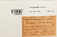 Encalypta ciliata image