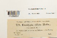 Encalypta ciliata image